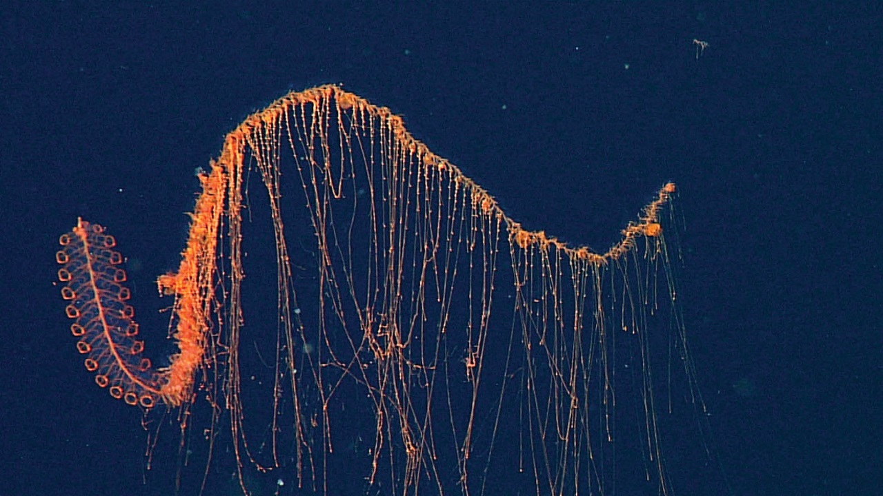 عجیبترین و نادرترین موجودات زنده در قرن بیستویکم! + تصاویر عجیبترین و نادرترین موجودات زنده در قرن بیستویکم! + تصاویر