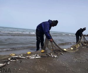 کرونا ، صید ماهیان استخوانی را در مازندران نصف کرد