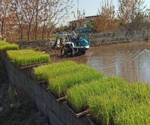 نخستین کشت نشا مکانیزه برنج در فریدونکنار انجام شد+عکس