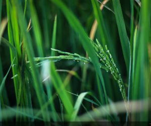 مدیر جهاد کشاورزی فریدونکنار اعلام کرد