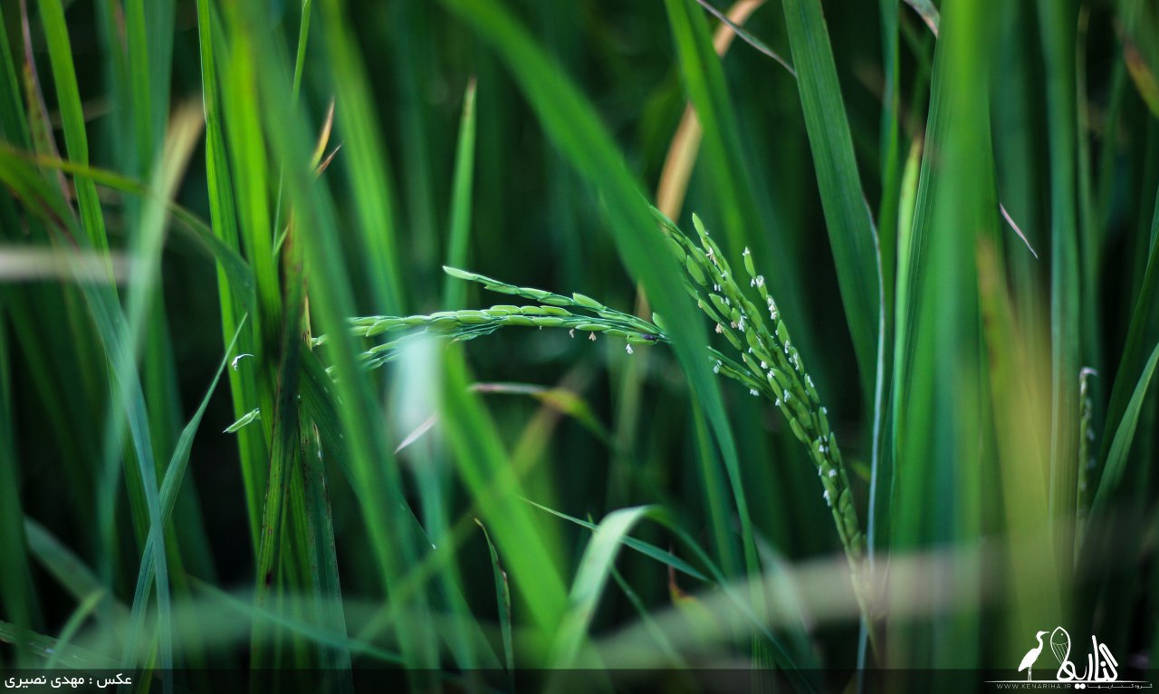 مدیر جهاد کشاورزی فریدونکنار اعلام کرد