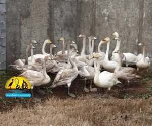 دادستان فریدونکنار خبر داد:کشف و رهاسازی ۲۴ بال قو در فریدون‌کنار