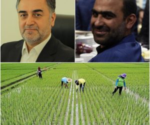 رئیس کمیسیون کشاورزی شوراهای مازندران: کشاورزان منتظر حمایت تمام‌قد و جهادی استاندار ولایی هستند