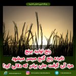 رنج تولید برنج