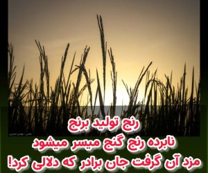 رنج تولید برنج