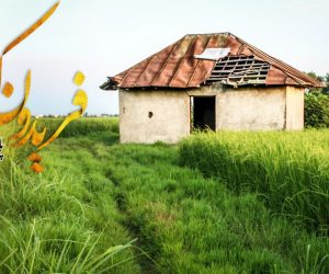 تصاویری از مزارع برنج شهرستان فریدونکنار