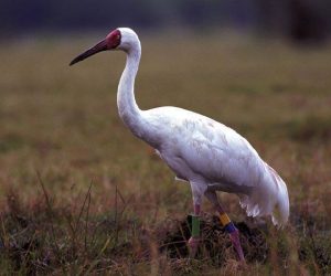 انتقال درنا از بلژیک نمایشی نیست/احتمال احیای گله غربی درنای سیبری وجود دارد