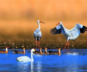 «رویا» چشم انتظار «امید»