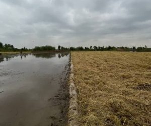 مرمت و بهسازی 5 هکتار آببندان در فریدونکنار