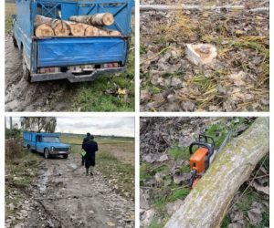 دستگیری عامل قطع درختان و توقیف یکدستگاه نیسان حامل چوب قاچاق در فریدونکنار