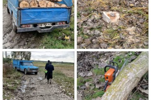 دستگیری عامل قطع درختان و توقیف یکدستگاه نیسان حامل چوب قاچاق در فریدونکنار