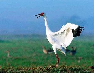 در انتظار «امید»