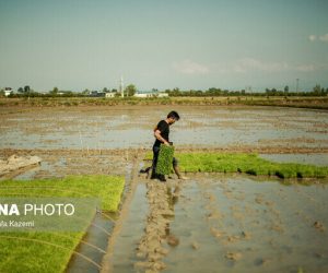 کشاورزی در مازندران و مشکلاتی که تمامی ندارد!