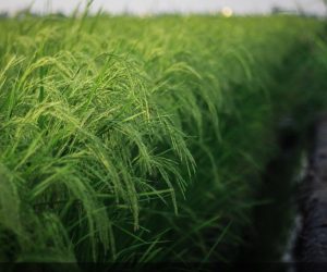 برنج شمال در سایه اختلاط ضربه فنی می‌شود