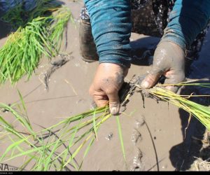 نفس راحت شالیزارهای مازندران در سایه کرونا